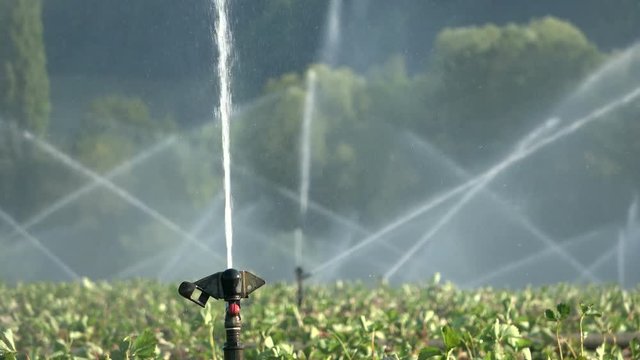 Bew&auml;sserungsanlage, Beregnungsanlage, Erdbeerpflanzen-Bew&auml;sserung, Tanzende Wasser