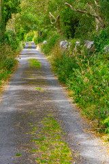 Fototapeta na wymiar Farm road with green tunnel and stone wall in Ballyvaughan