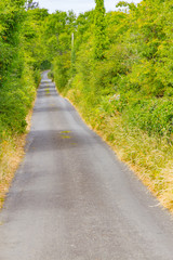 Farm road with vegetation around in Ballyvaughan