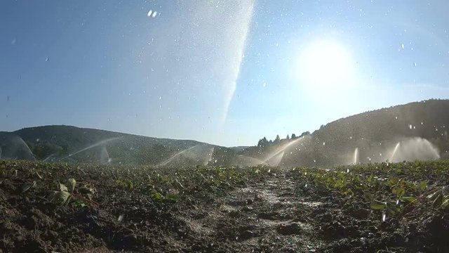 Beregnungsanlage in Zeitlupe, Bew&auml;sserung, Erdbeerpflanzen-Bew&auml;sserung, Zeiltupe