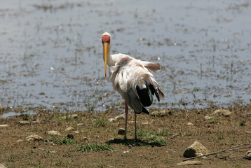 Bird