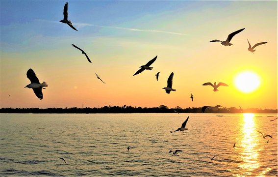 Beautiful view of sunset at Yangon River with lots of silhouette seagulls looking through the river cruise, Winter in Yangon Myanmar.