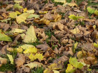 Les feuilles aux couleurs d'automne