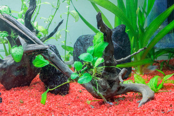 piante acquario
