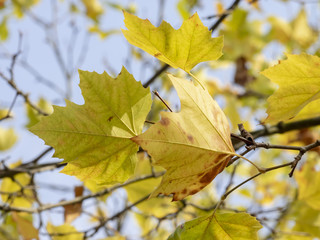 Les feuilles aux couleurs d'automne