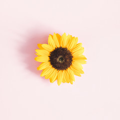 Autumn composition. Sunflower on pastel pink background. Autumn, fall concept. Flat lay, top view, square