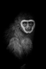 black and white monkey white-handed Gibbon looking and siting with balck background