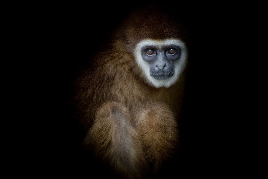 monkey white-handed Gibbon looking and siting with balck background