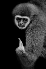 black and white monkey white-handed Gibbon looking and siting with balck background