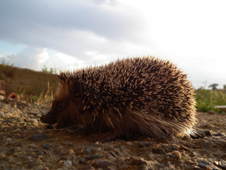 Riccio di terra, animale selvatico
