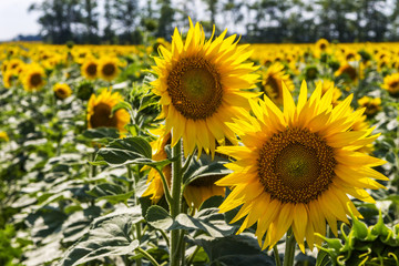 Field with sunflowers on a summer sunny day.