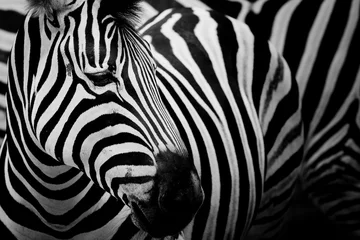 Zebra auf dunklem Hintergrund. Schwarz-Weiß-Bild © art9858