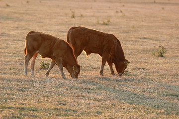 two Limousin calfs grazing