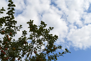 beautiful tree with a large Apple harvest in the garden in autumn