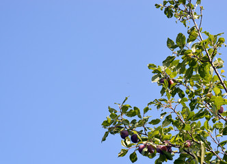 vintage tree with unripe plum fruit on the background of the sky in summer and autumn in the garden