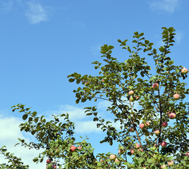 vintage tree with apples on the background of the sky in summer and autumn in the garden