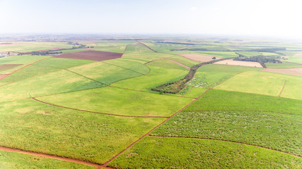 Sugarcane plantation field aerial view with sun light. Agricultural industrial. Ribeir&atilde;o Preto, S&atilde;o Paulo / Brazil
