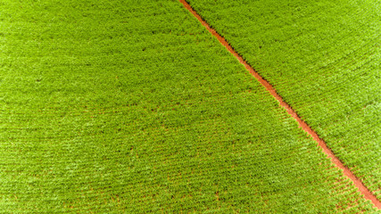 Sugarcane plantation field aerial view with sun light. Agricultural industrial. Ribeirão Preto, São Paulo / Brazil