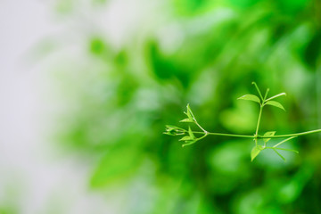 Closeup nature view of green leaf on blurred greenery background in garden with copy space using as background natural green plants landscape, ecology, fresh wallpaper concept.