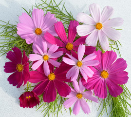 bright pink daisies on patterns and greeting cards