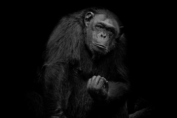 Gorilla Close up portrait isolated on black monochrome portrait