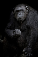 Gorilla Close up portrait isolated on black monochrome portrait