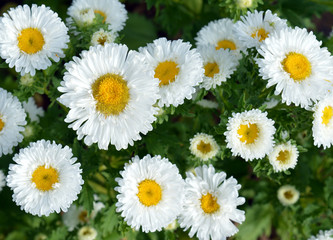 Fototapeta premium white Terry flowers asters daisies bloom in the garden in summer and autumn