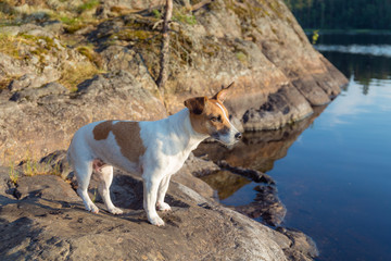 portrait of Jack Russell Terrier