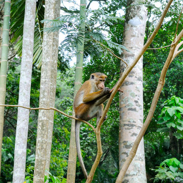 A funny monkey sits on a tree branch in a natural jungle.