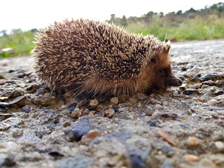 Riccio di terra, animale selvatico