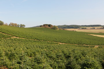 Weihnachtsbaumplantage bei Sundern im Sauerland