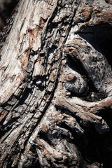 detail of an old weathered wooden branch
