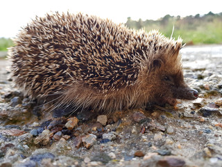 Riccio di terra, animale selvatico