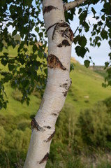 Fototapeta premium birch