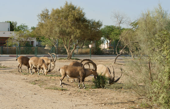 Herd of Nubian ibex (Capra nubiana) in Sde Boker