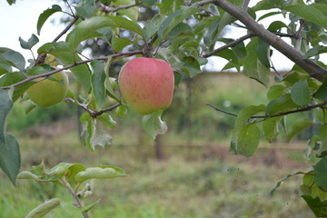 red apple on a tree