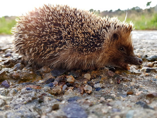 Riccio di terra, animale selvatico