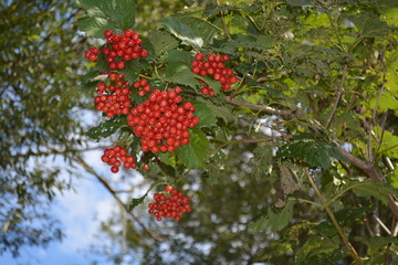 red berries of raspberry on tree