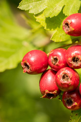 Closeup of ripe berries of hawthorn (Crataegus spec.)