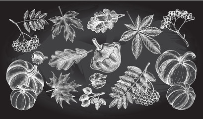 Ink hand drawn set of autumn leaves, rowan berries, ripe pumpkins, acorns. Autumn elements collection. Vector illustration.