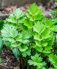 Young Lovage plant (Levisticum officinale)