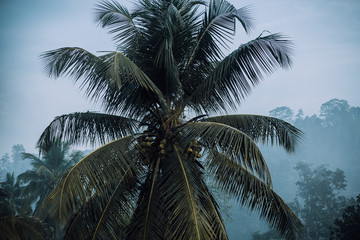 Fototapeta na wymiar palm tree in the jungle while dawn