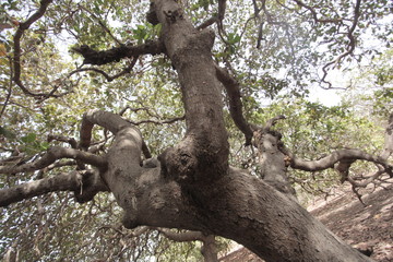 wide angle photography of an old massive cashew tree with big brown branches and green leaves, outdoors on a sunny day in the Gambia, Africa