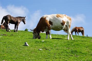 Salita sul monte Osternig