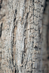 macro d& 39 écorce de baobab