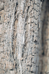 bright macro photography of a baobab tree bark