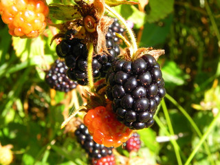 Blackberry berries on a bush in the garden.