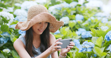 Woman taking photo on Hydrangea flower in Hydrangea farm