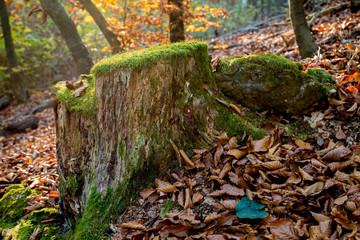 Grenn moss on the trees