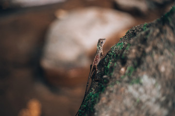 lizard on a stone in the jungle